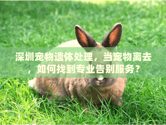 深圳宠物遗体处理，当宠物离去，如何找到专业告别服务？