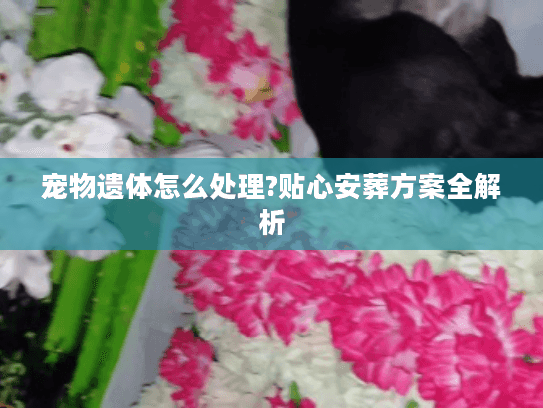 宠物遗体怎么处理?贴心安葬方案全解析