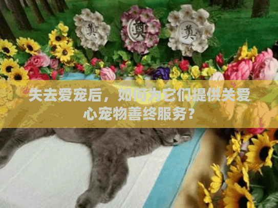 失去爱宠后，如何为它们提供关爱心宠物善终服务？