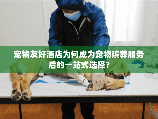 宠物友好酒店为何成为宠物殡葬服务后的一站式选择? 宠物友好酒店为何成为宠物殡葬服务后的一站式选择?