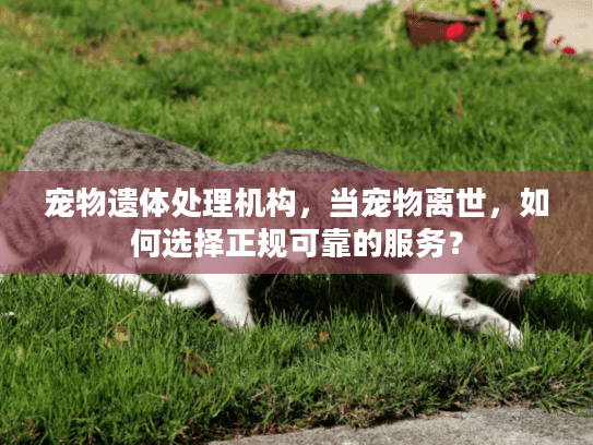 宠物遗体处理机构，当宠物离世，如何选择正规可靠的服务？