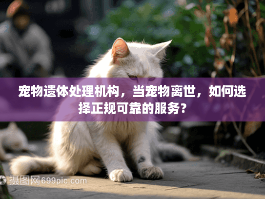 宠物遗体处理机构，当宠物离世，如何选择正规可靠的服务？