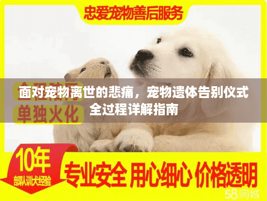 面对宠物离世的悲痛，宠物遗体告别仪式全过程详解指南