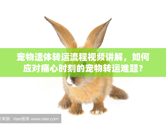 宠物遗体转运流程视频讲解，如何应对痛心时刻的宠物转运难题？