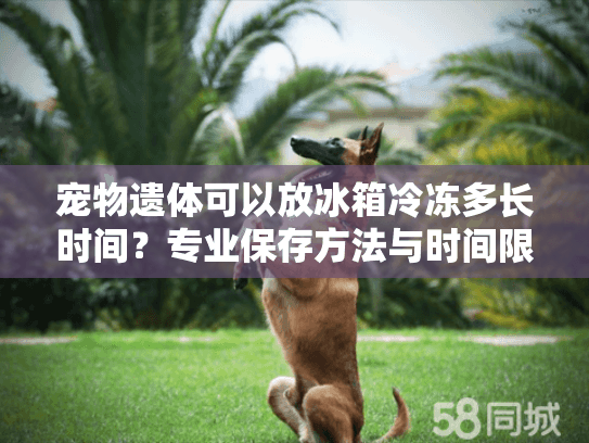 宠物遗体可以放冰箱冷冻多长时间？专业保存方法与时间限制解析