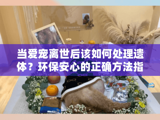 当爱宠离世后该如何处理遗体？环保安心的正确方法指南