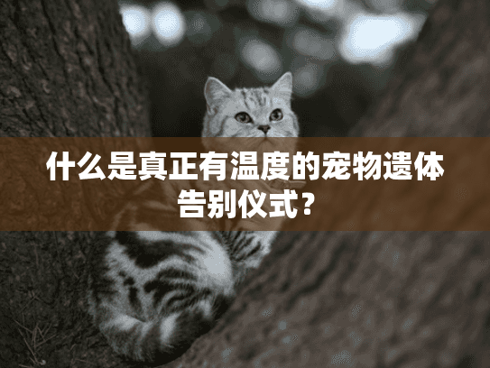 什么是真正有温度的宠物遗体告别仪式？