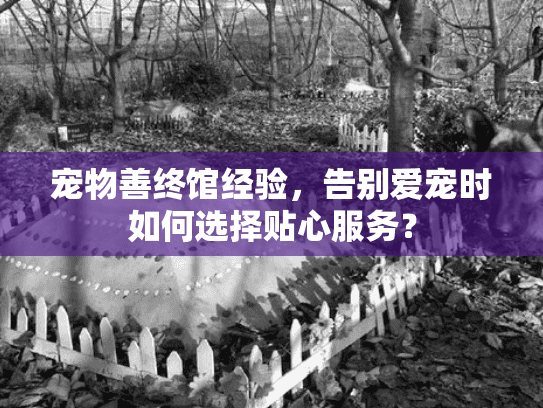 宠物善终馆经验，告别爱宠时如何选择贴心服务？