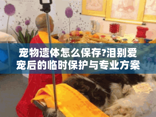 宠物遗体怎么保存?泪别爱宠后的临时保护与专业方案