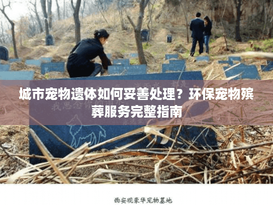 城市宠物遗体如何妥善处理？环保宠物殡葬服务完整指南