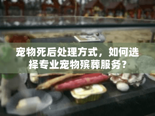宠物死后处理方式，如何选择专业宠物殡葬服务？