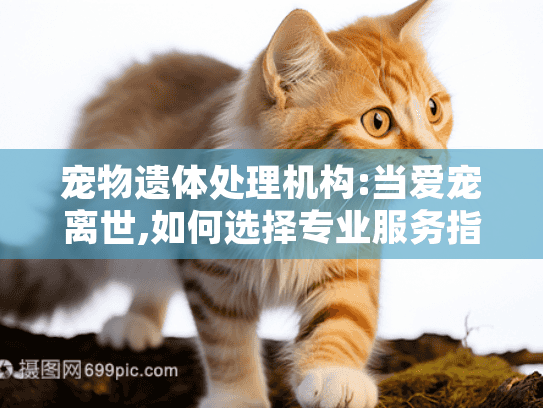 宠物遗体处理机构:当爱宠离世,如何选择专业服务指南