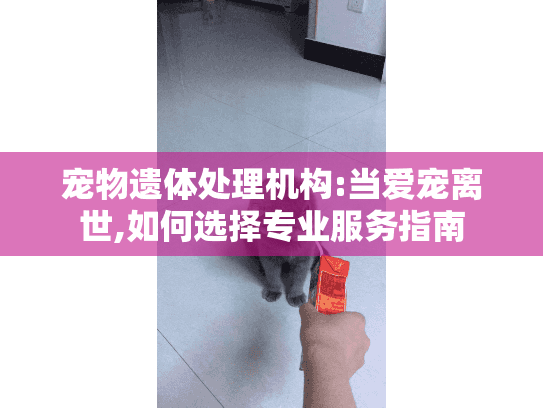 宠物遗体处理机构:当爱宠离世,如何选择专业服务指南