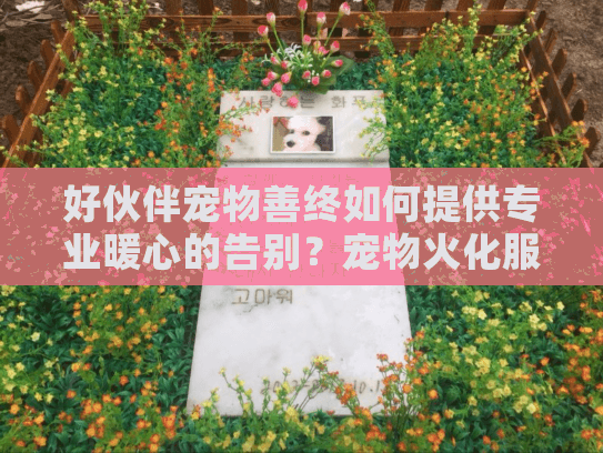 好伙伴宠物善终如何提供专业暖心的告别？宠物火化服务全方位解析