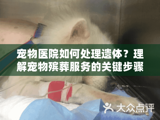 宠物医院如何处理遗体？理解宠物殡葬服务的关键步骤