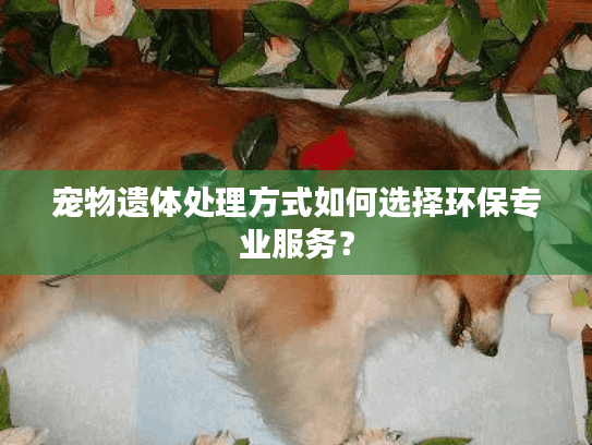 宠物遗体处理方式如何选择环保专业服务？