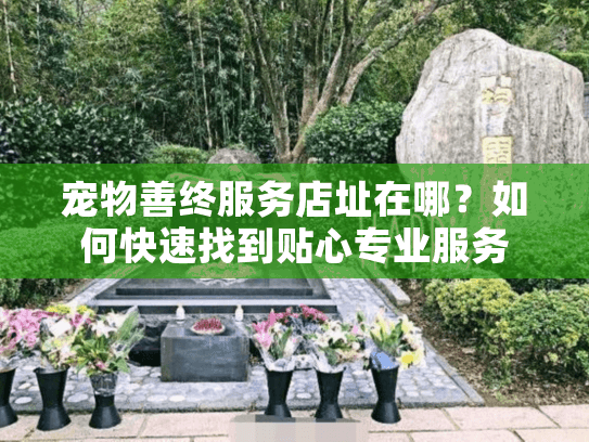 宠物善终服务店址在哪？如何快速找到贴心专业服务