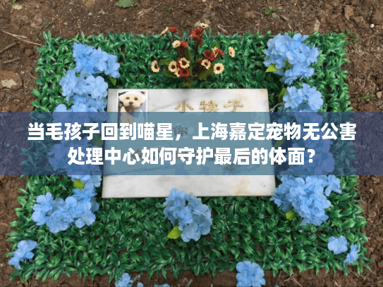 当毛孩子回到喵星，上海嘉定宠物无公害处理中心如何守护最后的体面？