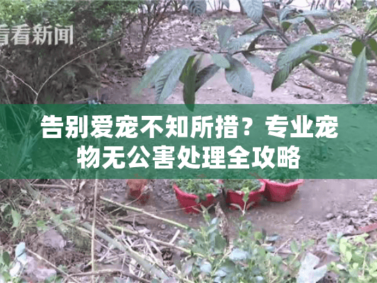 告别爱宠不知所措？专业宠物无公害处理全攻略