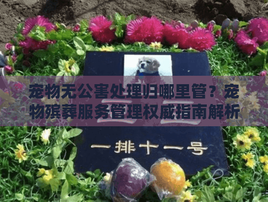 宠物无公害处理归哪里管？宠物殡葬服务管理权威指南解析