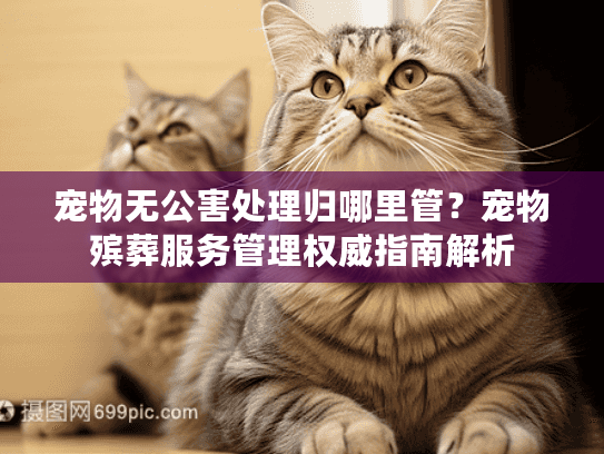 宠物无公害处理归哪里管？宠物殡葬服务管理权威指南解析