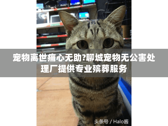 宠物离世痛心无助?聊城宠物无公害处理厂提供专业殡葬服务