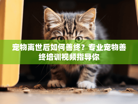 宠物离世后如何善终？专业宠物善终培训视频指导你