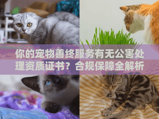 你的宠物善终服务有无公害处理资质证书？合规保障全解析