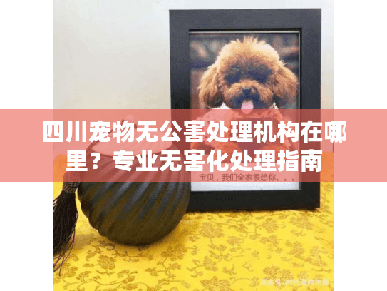 四川宠物无公害处理机构在哪里？专业无害化处理指南