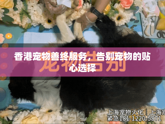 香港宠物善终服务，告别宠物的贴心选择