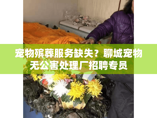 宠物殡葬服务缺失？聊城宠物无公害处理厂招聘专员