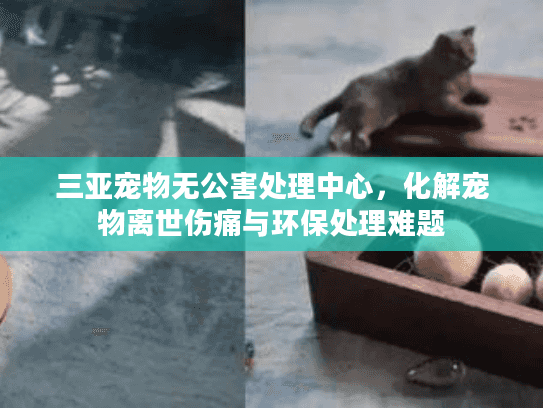 三亚宠物无公害处理中心，化解宠物离世伤痛与环保处理难题