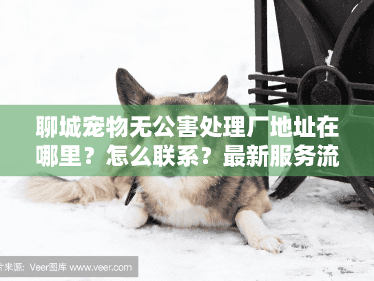 聊城宠物无公害处理厂地址在哪里？怎么联系？最新服务流程全公开
