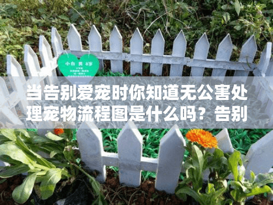 当告别爱宠时你知道无公害处理宠物流程图是什么吗？告别也能如此环保