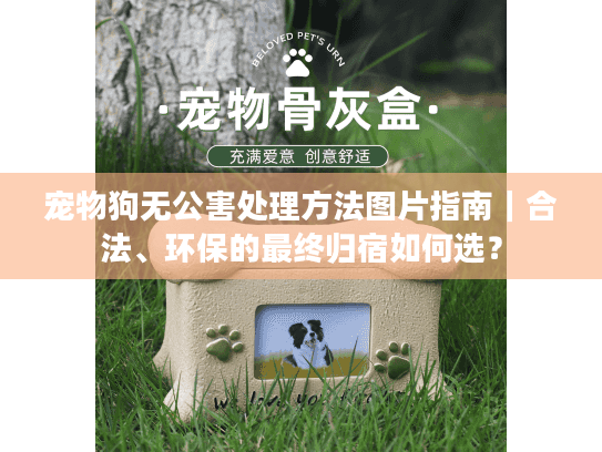 宠物狗无公害处理方法图片指南｜合法、环保的最终归宿如何选？