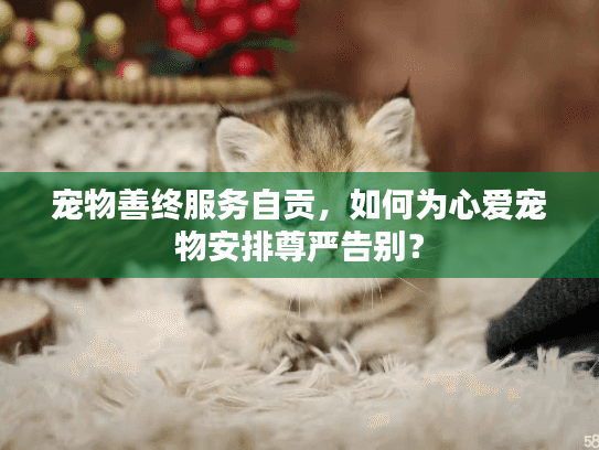 宠物善终服务自贡，如何为心爱宠物安排尊严告别？