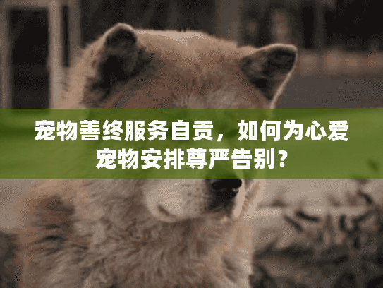 宠物善终服务自贡，如何为心爱宠物安排尊严告别？