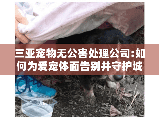 三亚宠物无公害处理公司:如何为爱宠体面告别并守护城市生态？