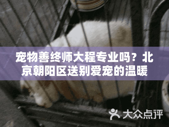 宠物善终师大程专业吗？北京朝阳区送别爱宠的温暖选择