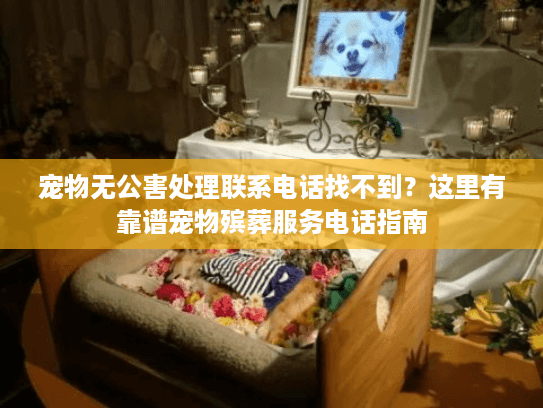 宠物无公害处理联系电话找不到？这里有靠谱宠物殡葬服务电话指南