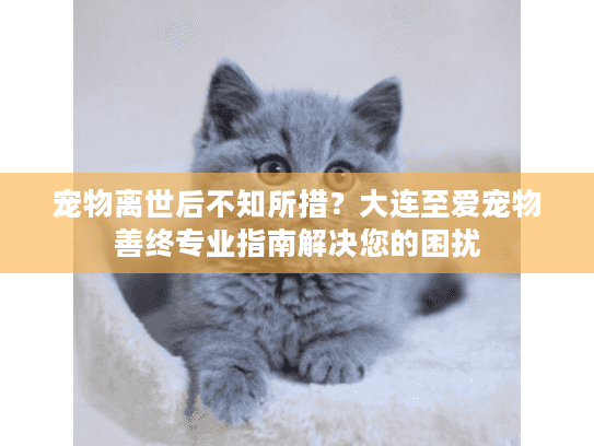 宠物离世后不知所措？大连至爱宠物善终专业指南解决您的困扰