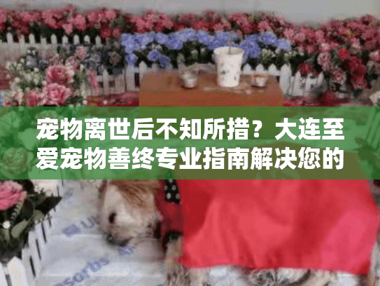 宠物离世后不知所措？大连至爱宠物善终专业指南解决您的困扰