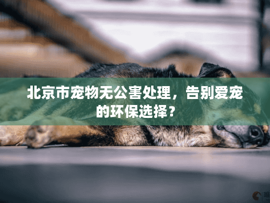 北京市宠物无公害处理，告别爱宠的环保选择？