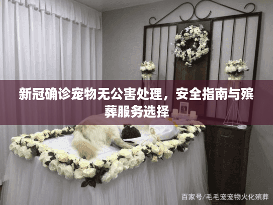 新冠确诊宠物无公害处理，安全指南与殡葬服务选择