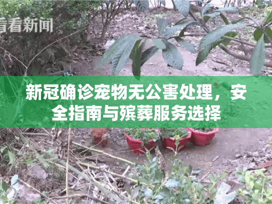 新冠确诊宠物无公害处理，安全指南与殡葬服务选择