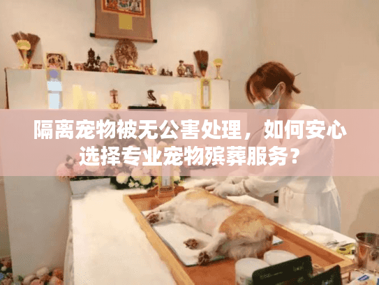 隔离宠物被无公害处理，如何安心选择专业宠物殡葬服务？