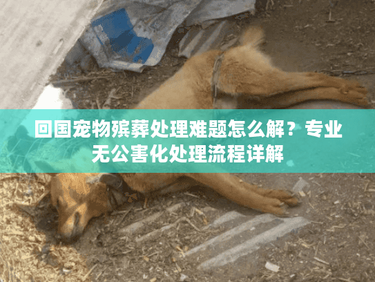 回国宠物殡葬处理难题怎么解？专业无公害化处理流程详解