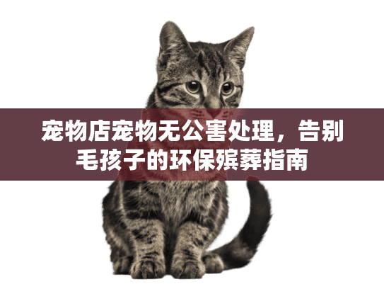 宠物店宠物无公害处理，告别毛孩子的环保殡葬指南