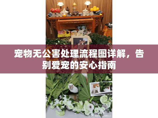 宠物无公害处理流程图详解，告别爱宠的安心指南