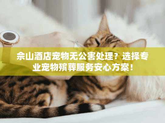 佘山酒店宠物无公害处理？选择专业宠物殡葬服务安心方案！